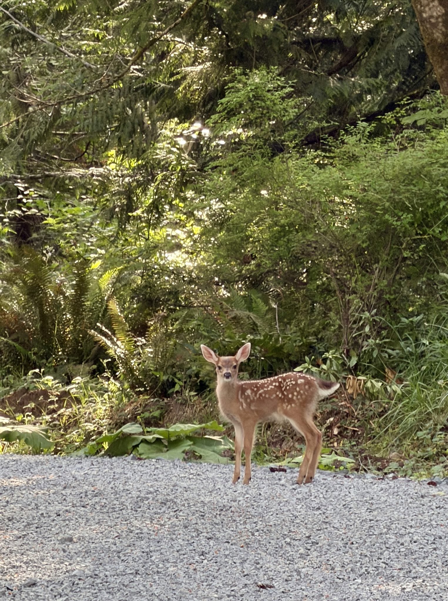 A fawn in the forest