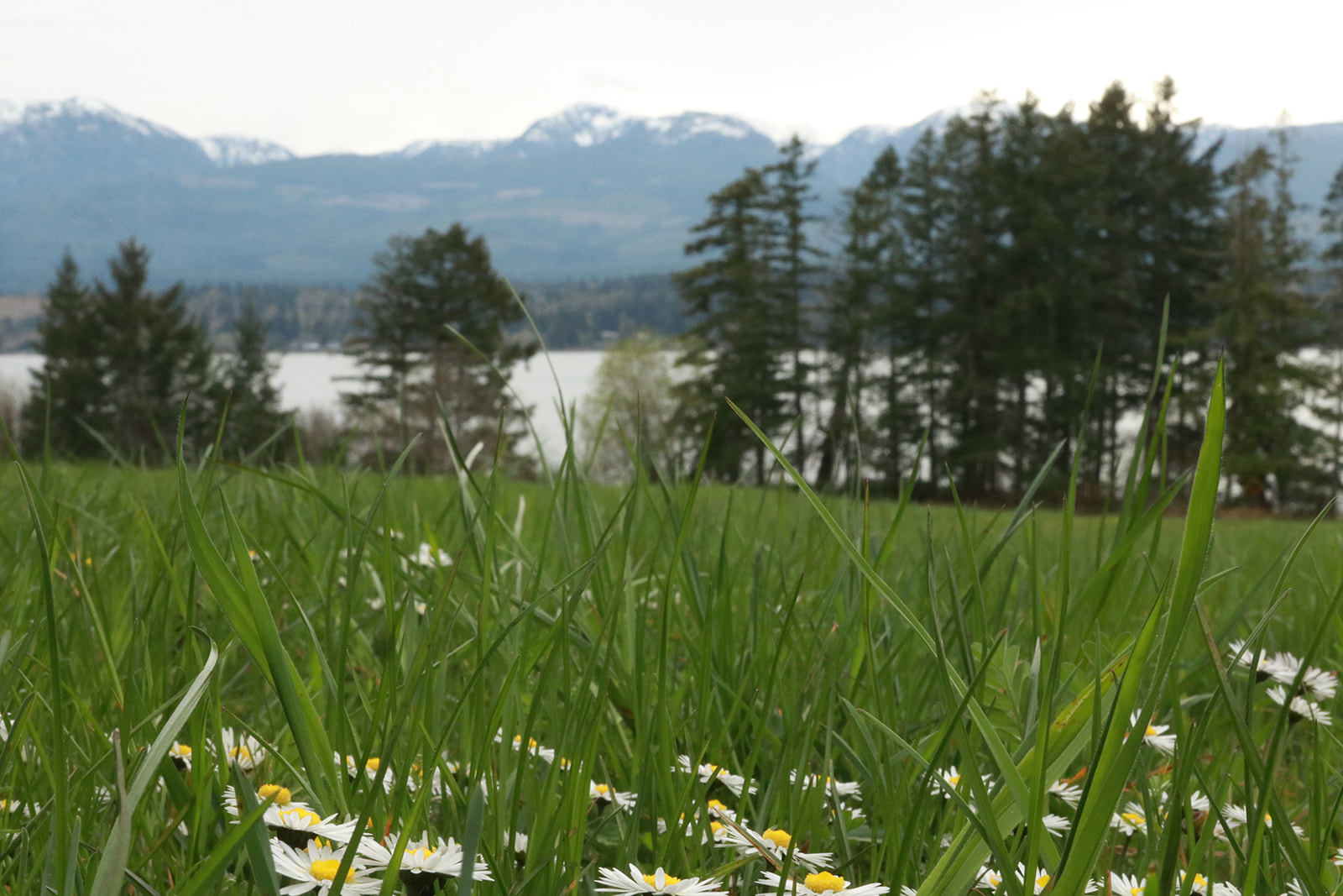 Meadow view on the property