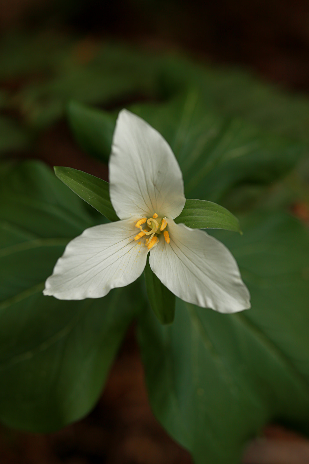 Trillium in the forest