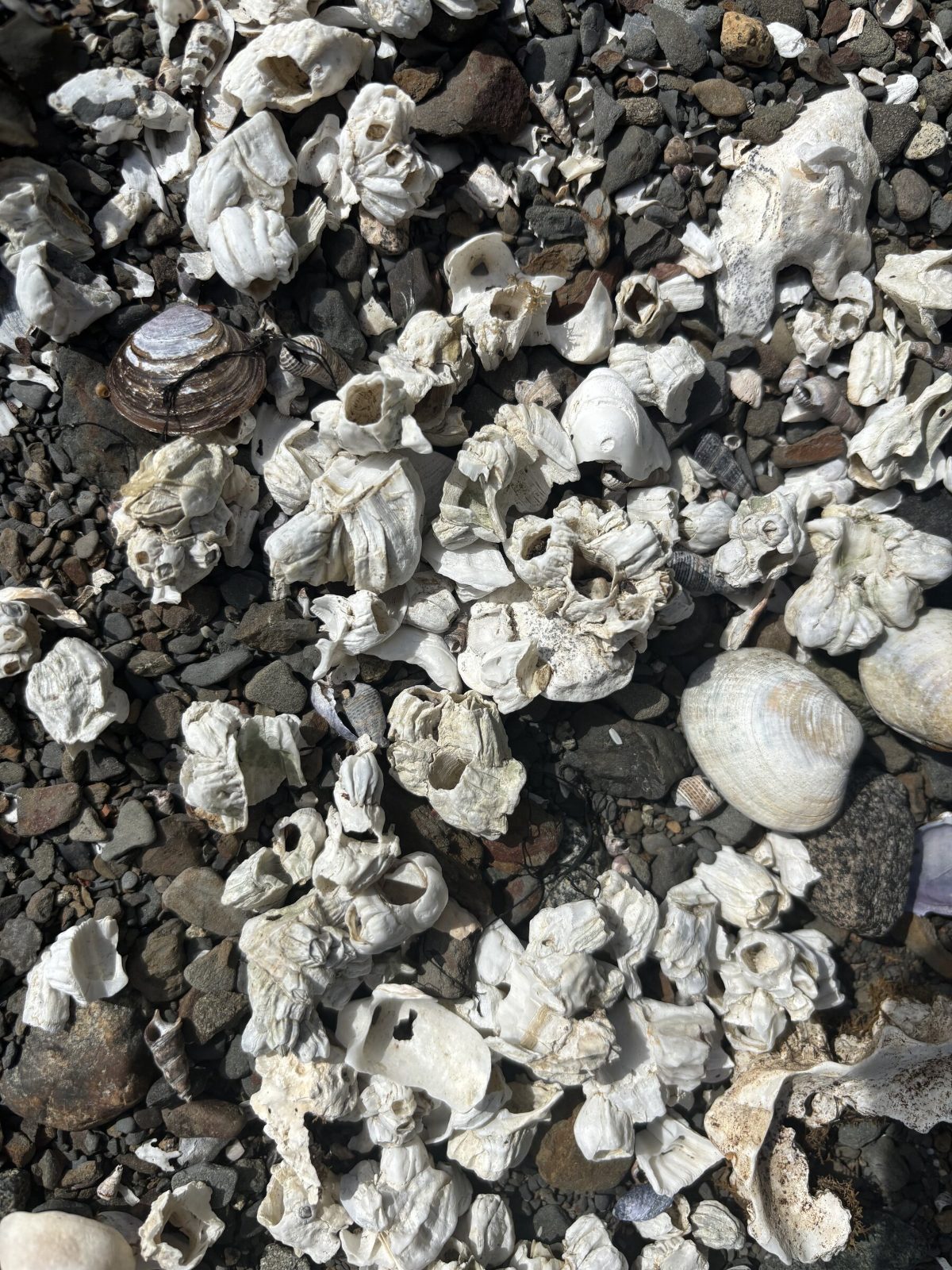 Shells along the shoreline