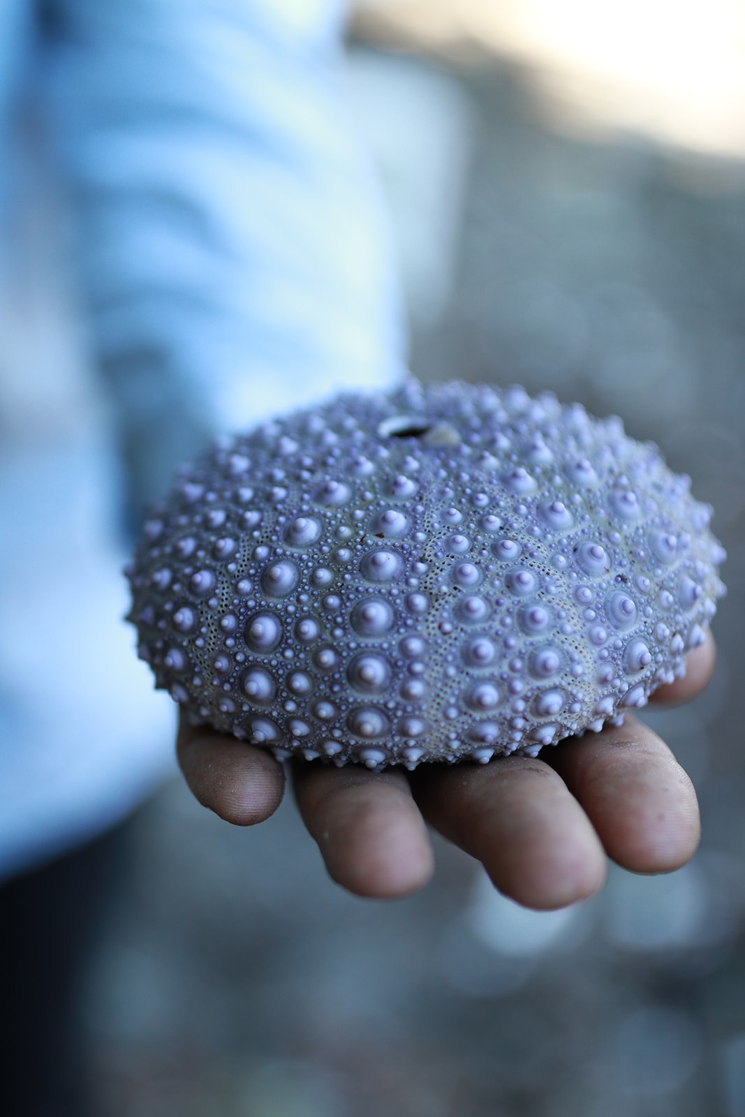 A hand holding a purple sea urchin shell found on the Denman Island shore